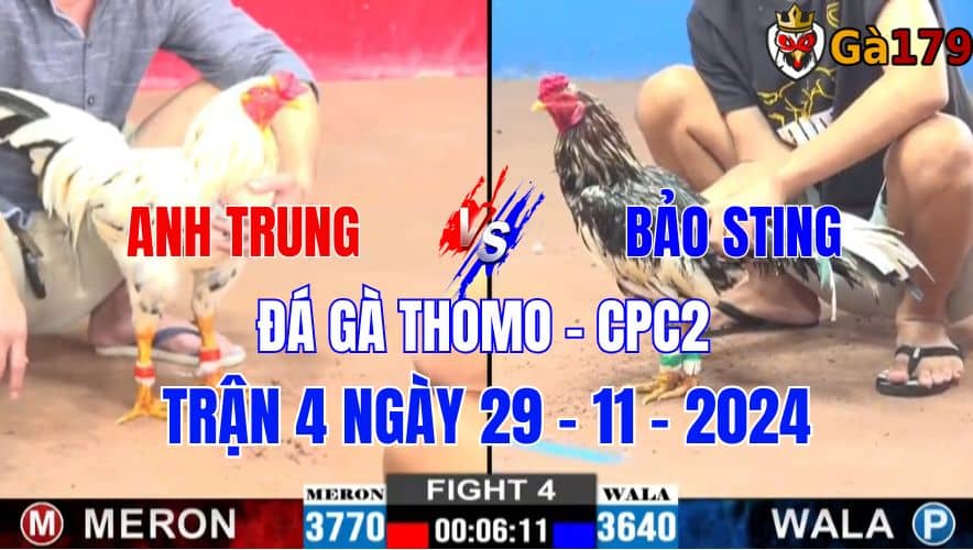 Anh Trung Vs Bảo Sting - Đá Gà Thomo CPC2 Trận 4 Ngày 29/11/2024