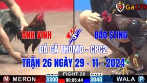 Anh Vinh Vs Bảo Sting - Đá Gà Thomo CPC2 Trận 26 Ngày 29/11/2024