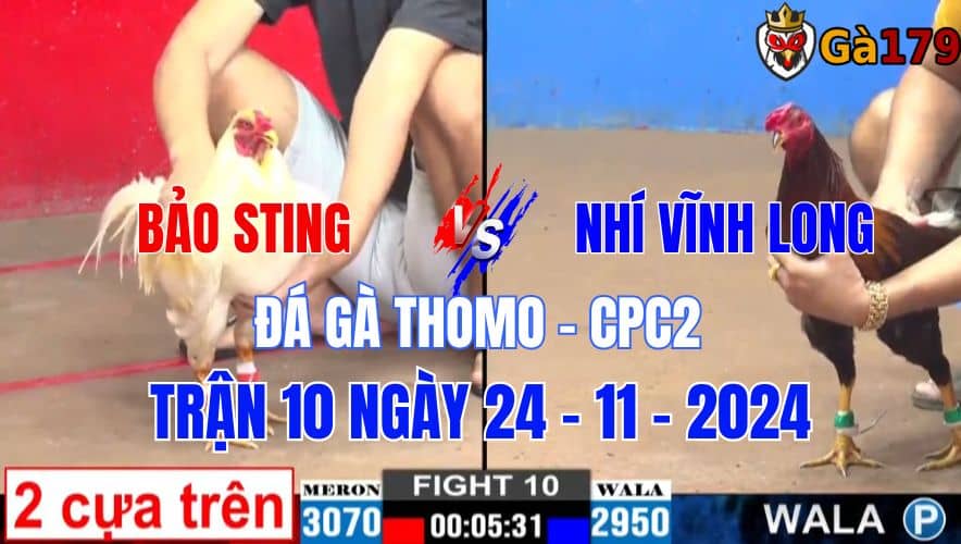 Bảo Sting Vs Nhí Vĩnh Long - Đá Gà Thomo CPC2 Trận 10 Ngày 24/11/2024