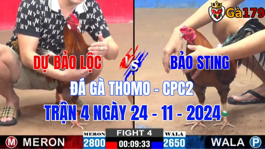 Dự Bảo Lộc Vs Bảo Sting - Đá Gà Thomo CPC2 Trận 4 Ngày 24/11/2024