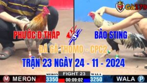 Phước Đồng Tháp Vs Bảo Sting - Đá Gà Thomo CPC2 Trận 23 Ngày 27/11/2024