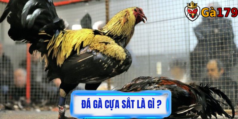 Đá gà cựa sắt là một trò chơi giải trí phổ biến ở Việt Nam