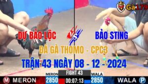 Dự Bảo Lộc Vs Bảo Sting - Đá Gà Thomo CPC3 Trận 43 Ngày 08/12/2024