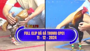 Full Clip Đá Gà CPC1 Thomo Campuchia Hôm Nay 11:12:2024