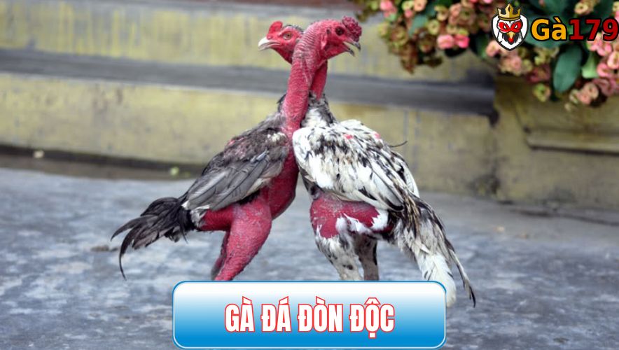 Gà đá đòn cáo là gì? 