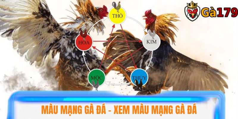 Màu mạng gà đá là gì - Xem màu mạng gà đá