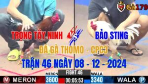 Trọng Tây Ninh Vs Bảo Sting - Đá Gà Thomo CPC3 Trận 46 Ngày 08/12/2024