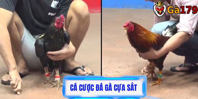 Cá cược đá gà cựa sắt